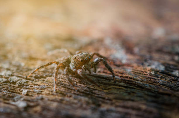 istock Macro Jumping spider vintage tone 689673160