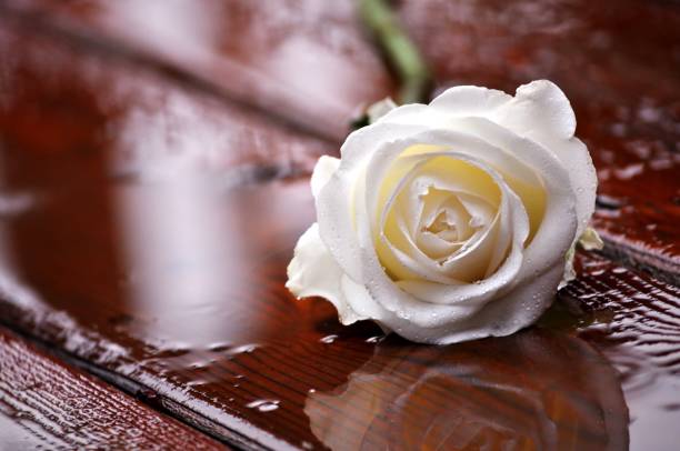 istock Close-up of white rose on wet wooden surface. 689673370