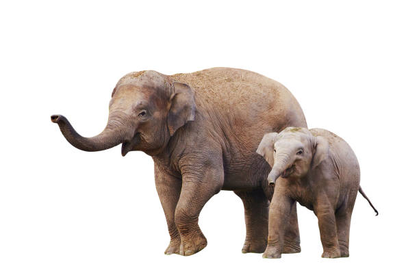 istock Cute family of  elephants isolated on white 689673376