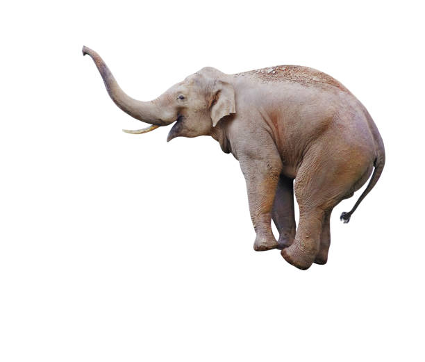 Elephant balancing on object, isolated on white stock photo