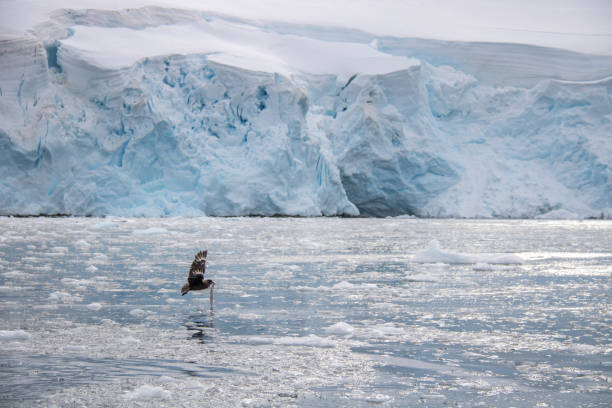 istock Antarctica: South Polar Skua at Port Lockroy 689677028