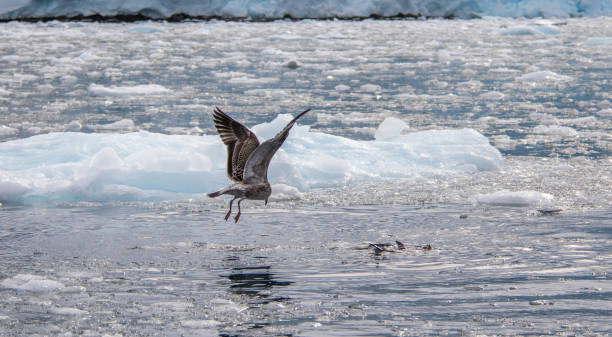 istock Antarctica: South Polar Skua at Port Lockroy 689677414