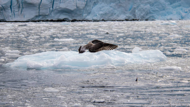 istock Antarctica: South Polar Skua at Port Lockroy 689677436