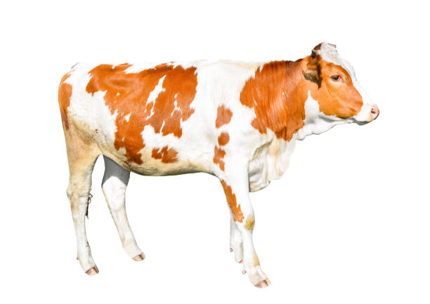 istock Beautiful young red and white spotted cow isolated on white 689677712