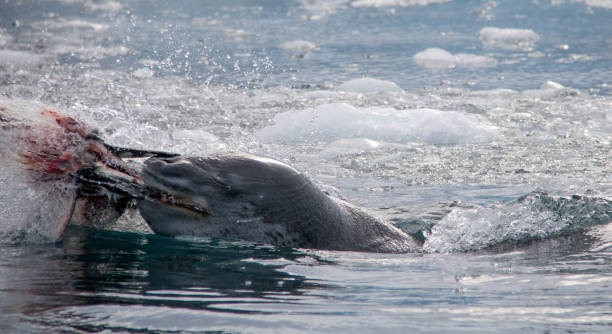 istock Antarctica: Leopard Seal off Goudier Island 689677806