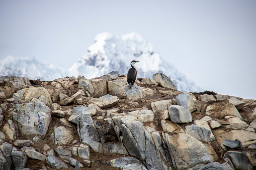 An Antarctic Shag (Phalacrocorax bransfieldensis) perched on an outcropping of rocks at Jougla Point on Wiencke Island.