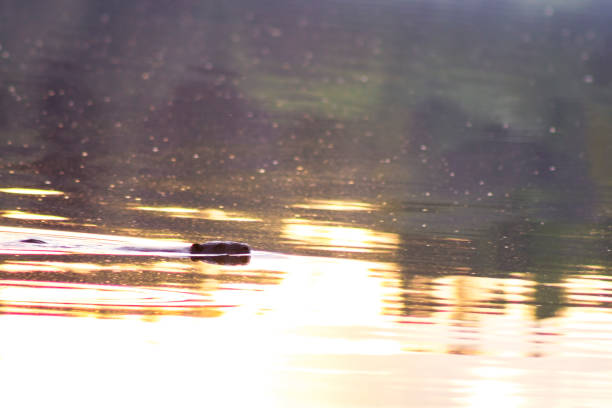 istock European beaver (Castor fiber) swimming in calm water 689680558