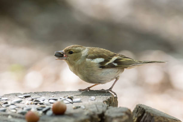 istock female chaffinch on a branch 689680660