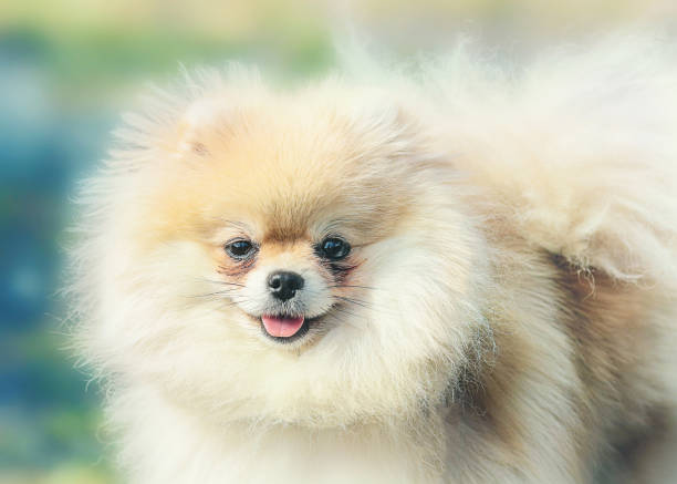 istock Pomeranian dog portrait 689684912