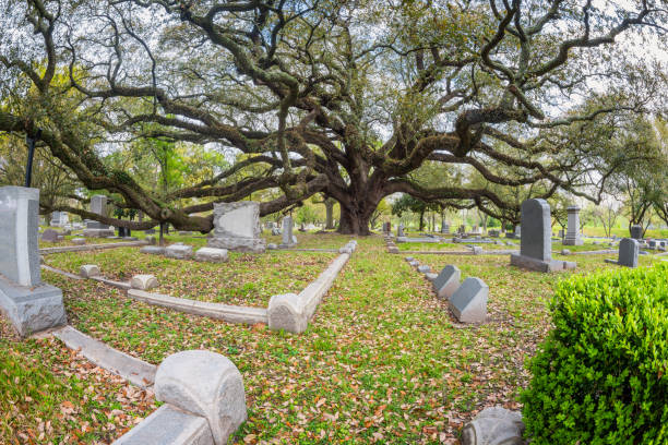 istock Giant Live Oak on Cemetery in Houston Texas 689687582