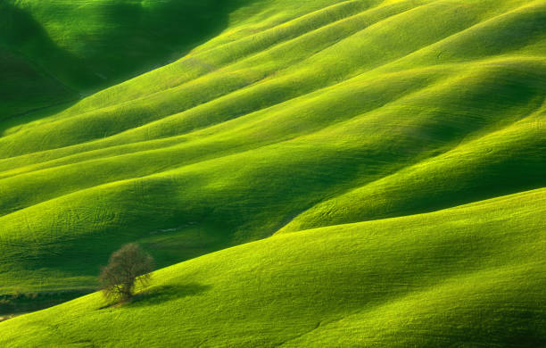 istock Fields near Asciano. Tuscany.Italy 689691200
