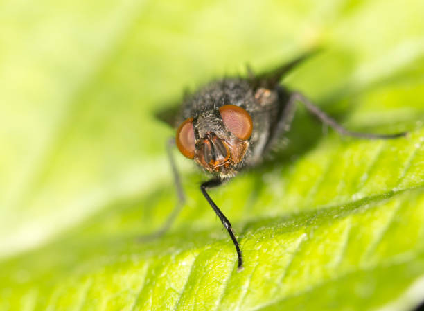 istock fly in nature. close-up 689691544