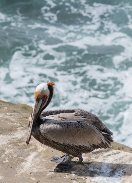 istock Pelican Sits on Cliff Over Ocean 689695642