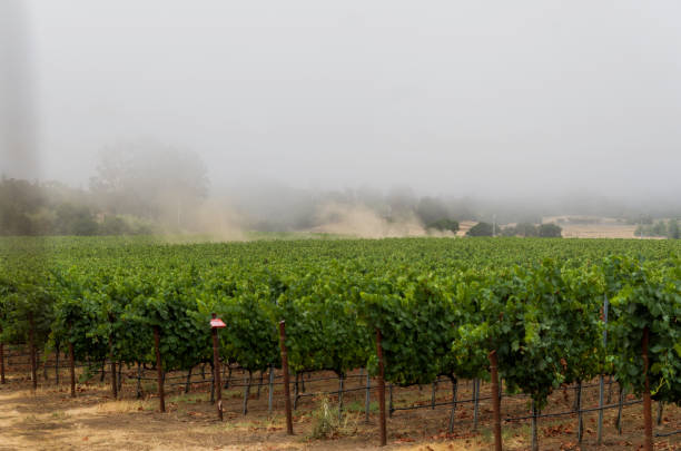 istock Foggy morning at the vineyard 689697990