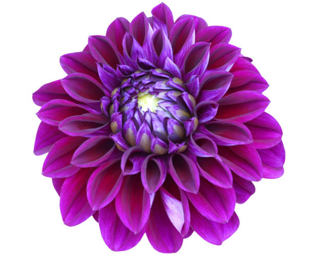 Dahlia flower in a cottage garden in UK.