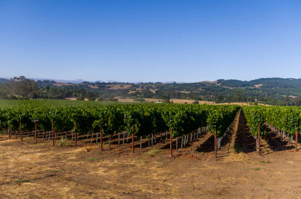 istock Foggy morning at the vineyard 689698548