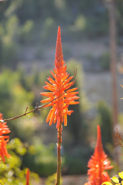 istock Aloe in bloom, red, Spain 689698602