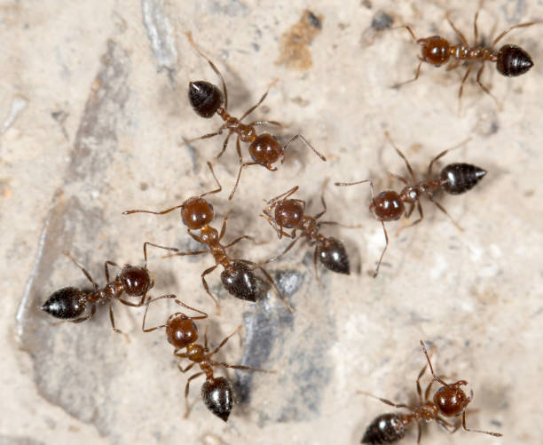 istock ants on the ground. close-up 689701408