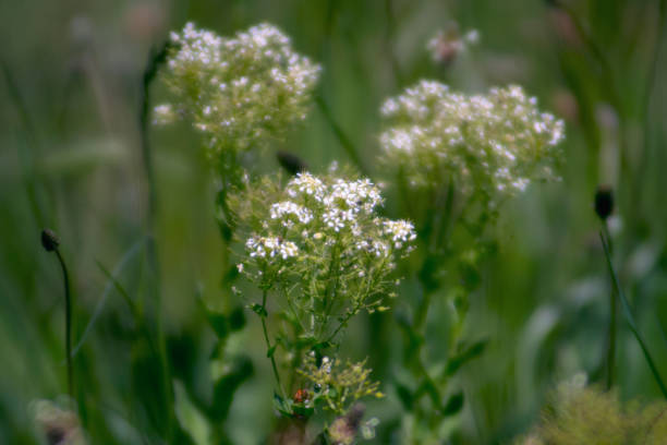 istock Amazing white flowers blossom in the field 689705120