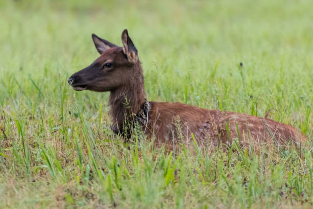 istock Young Elk Laying in Grassy Field 689706818