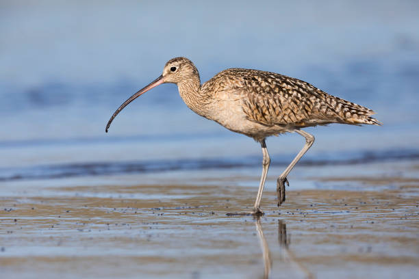 istock Long-billed Curlew foraging at the edge of an estuary 689706832