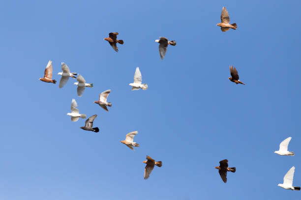 istock flock of pigeons on blue sky 689709392