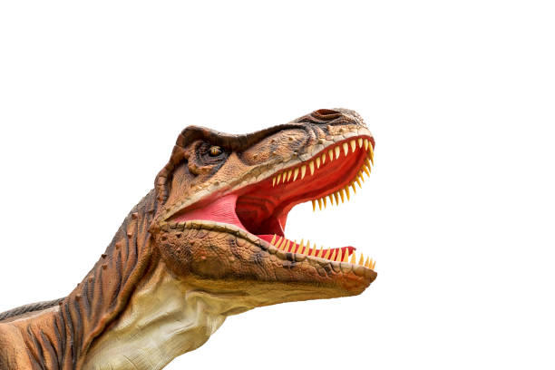 istock Dinosaur tyrannosaurus and monster model 689709438