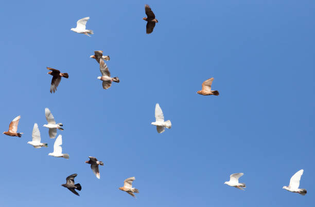 istock flock of pigeons on blue sky 689709546