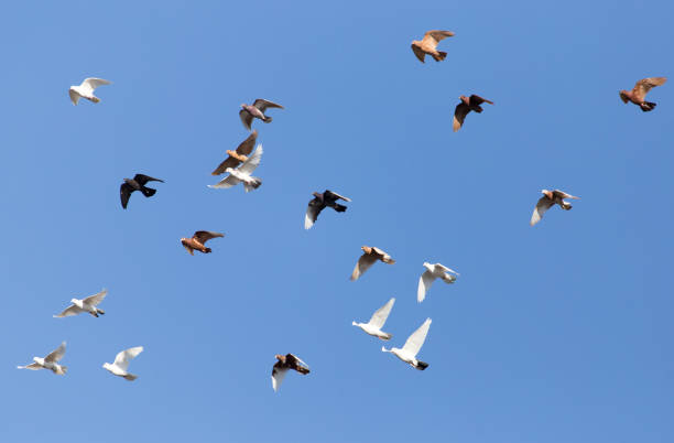 istock flock of pigeons on blue sky 689709674