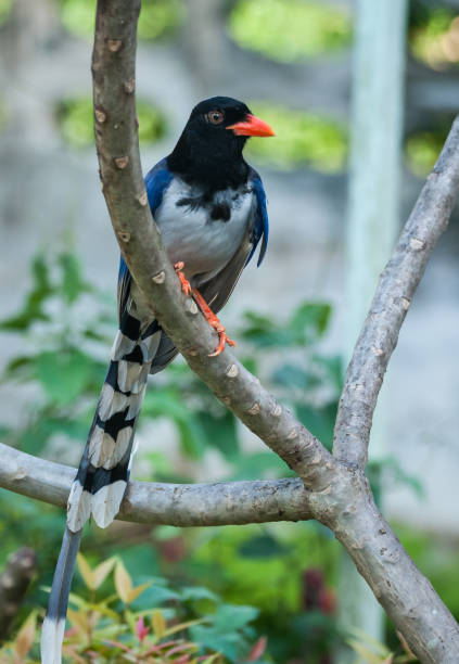 istock Bird sitting on a branch  in Thailand 689709764
