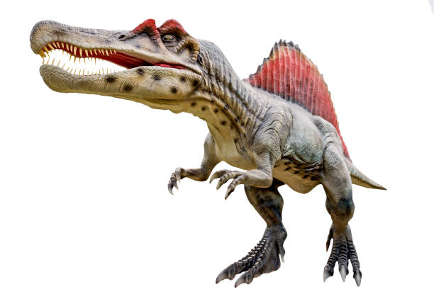 Dinosaur spinosaurus and monster model Dinosaur spinosaurus and monster model Isolated white background spinosaurus stock pictures, royalty-free photos & images