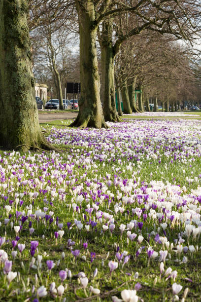 istock spring crocus flowers in the city of Harrogate North Yorkshire 689712686