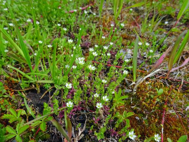 istock Tiny white wild flowers in grass in spring close up 689713234