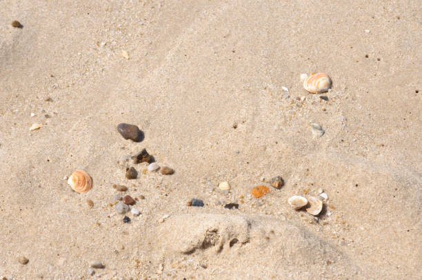 istock natural beach sand - with little stranded goods 689716762