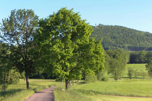 istock fresh green landscape in may in south germany with blue sky 689719062