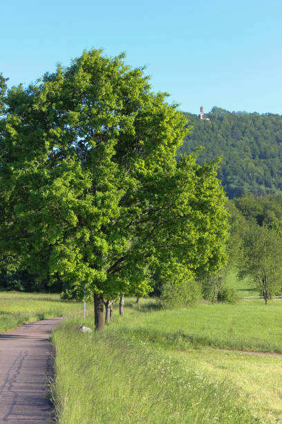 istock fresh green landscape in may in south germany with blue sky 689719106