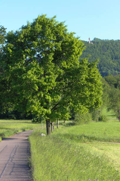 istock fresh green landscape in may in south germany with blue sky 689719288