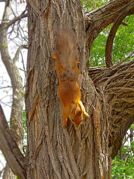 istock Spring fluffy squirrel in city public park 689719774