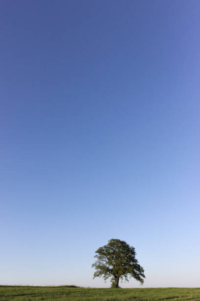 istock fresh green landscape in may in south germany with blue sky and single trees 689725494