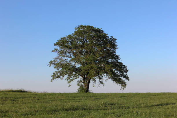 istock fresh green landscape in may in south germany with blue sky and single trees 689725556
