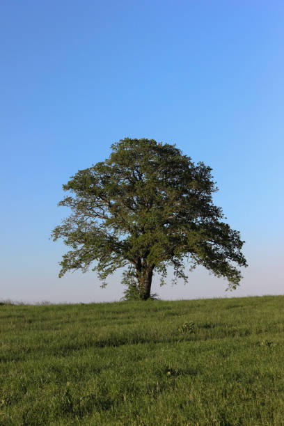 istock fresh green landscape in may in south germany with blue sky and single trees 689725688