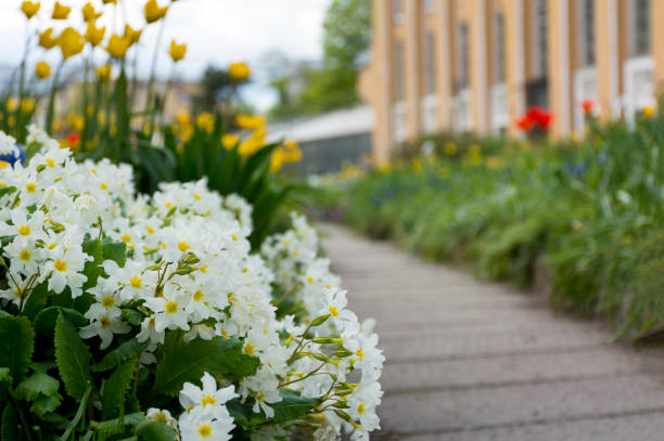 Primrose Path Ruminations 230+ Primrose Path Stock Photos, Pictures & Royalty-Free Images - iStock