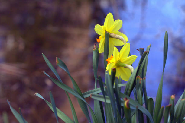 istock Blooming flower in the greenhouse 689726050