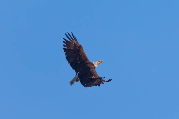 istock Bald eagle flying, seen in the wild in  North California 689726142