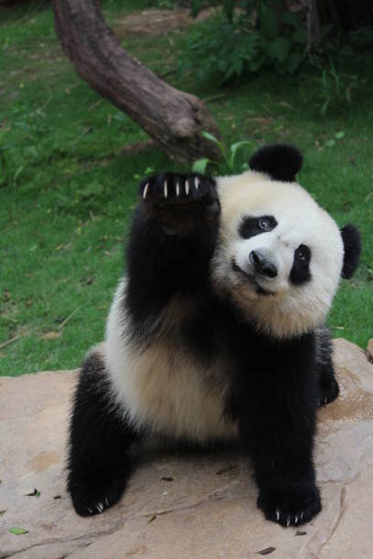 panda in cina - panda mammifero con zampe foto e immagini stock