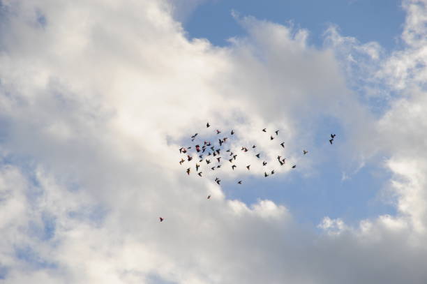 istock Clouds and doves in the Spanish sky 689742640