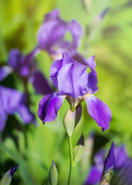 istock Beautiful garden flowers mauve irises. 689743072