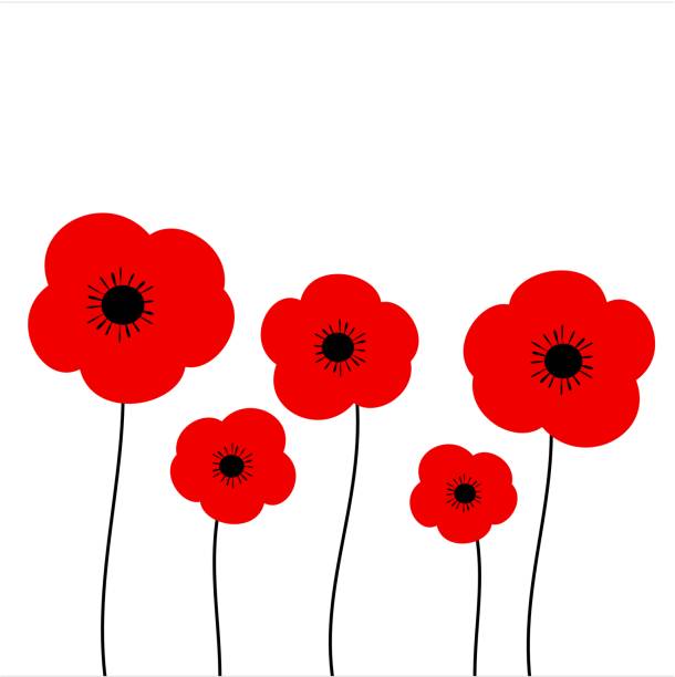 poppies vector illustration isolated on white background poppies vector illustration isolated on white background red poppy stock illustrations