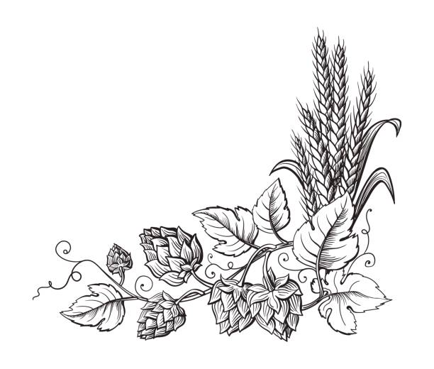 ilustraciones, imágenes clip art, dibujos animados e iconos de stock de trigo y cerveza rama de lúpulo con espigas, hojas y conos de lúpulo. - lupulo