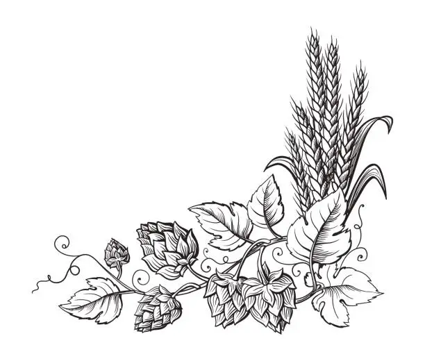 Vector illustration of Wheat and beer hops branch with wheat ears, leaves and hop cones.